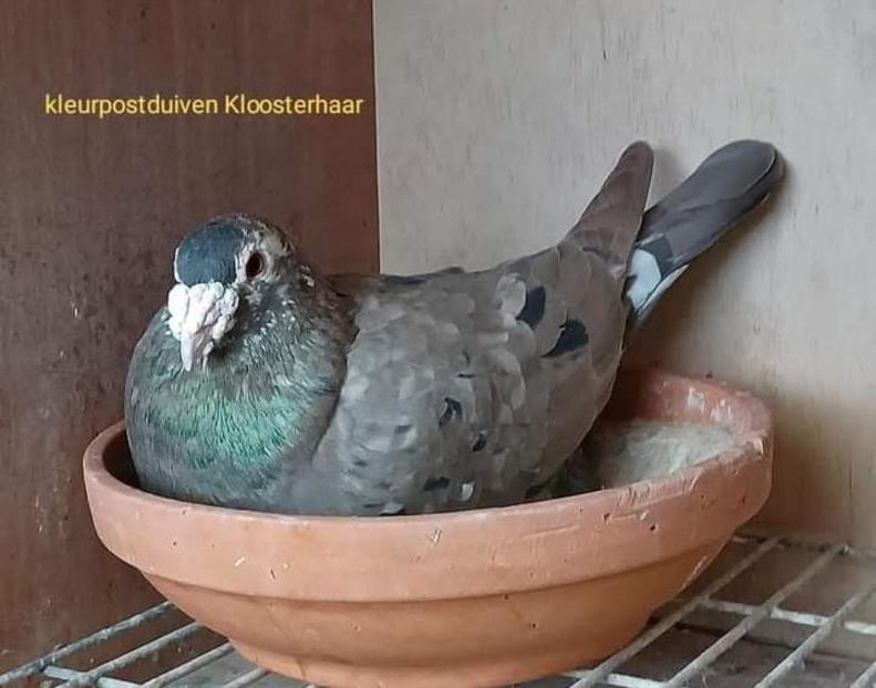  - Nu îmi aparțin 7