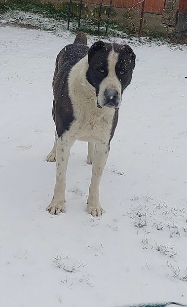 Ianuarie 2024! - MY DOG