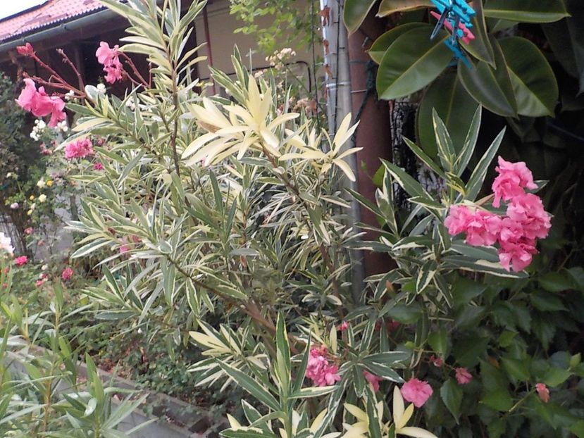  - variegat nr 24