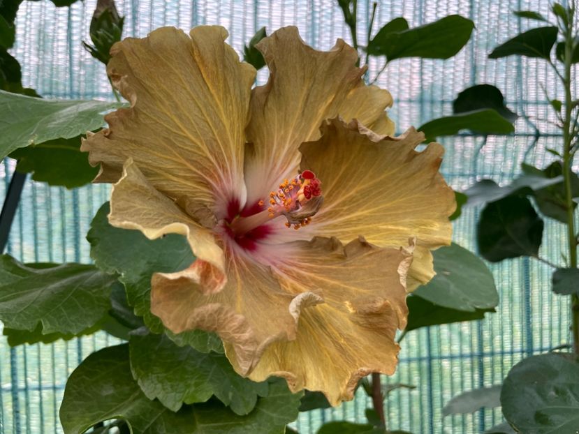  - Moorea Green Gold Pearl