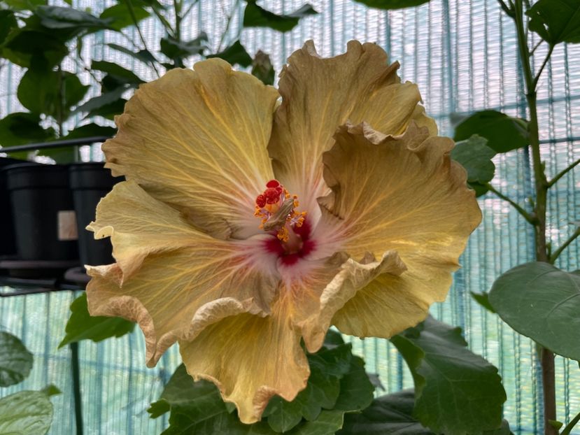  - Moorea Green Gold Pearl