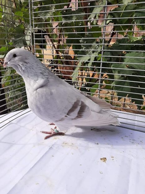 M 2022 - Porumbei 2023