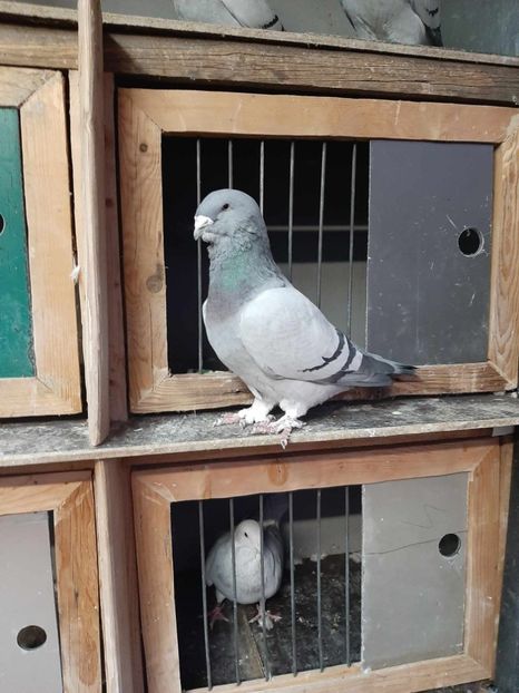 Messenger_creation_81e39a59-56b0-463f-8496-41bf373a8da9 - Porumbei 2023