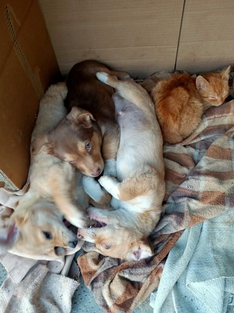 Img.2024.01.04 - I-Animalute