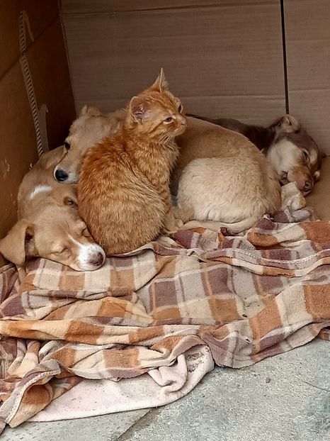 Img.2024.01.01 - I-Animalute