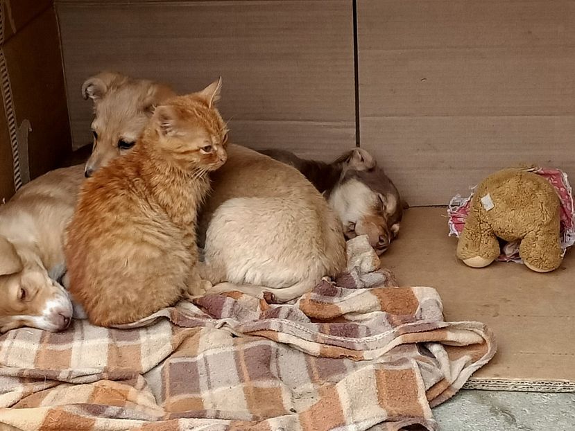 Img.2024.01.01 - I-Animalute