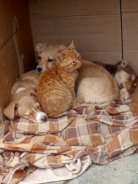 Img.2024.01.01 - I-Animalute