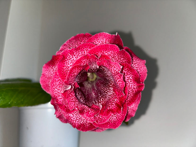  - Plante de interior 2024