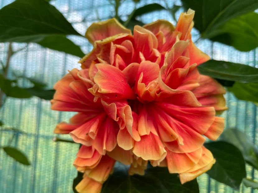  - HD Baloon of Happiness