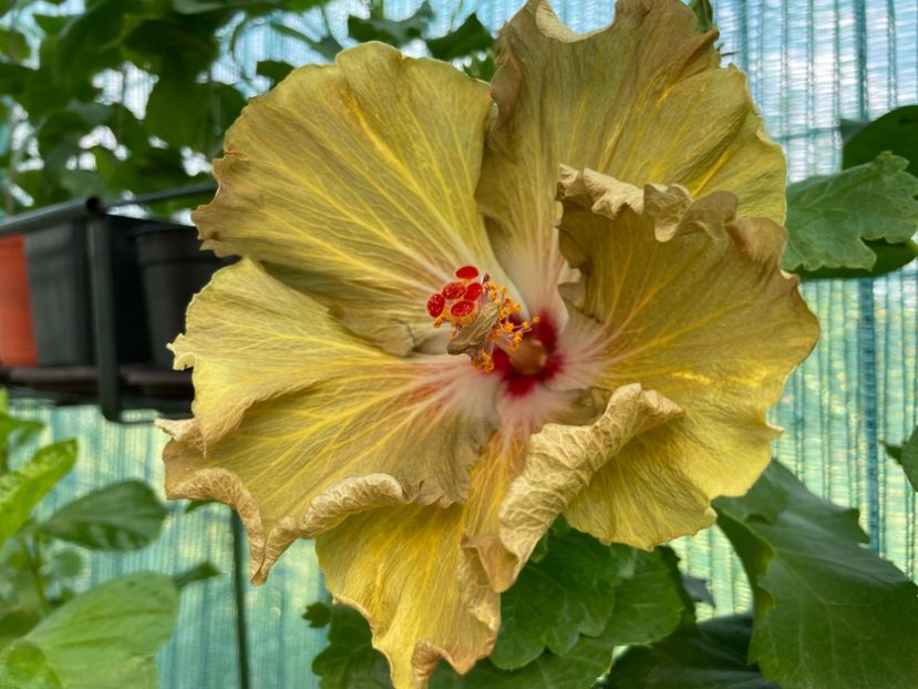  - Moorea Green Gold Pearl