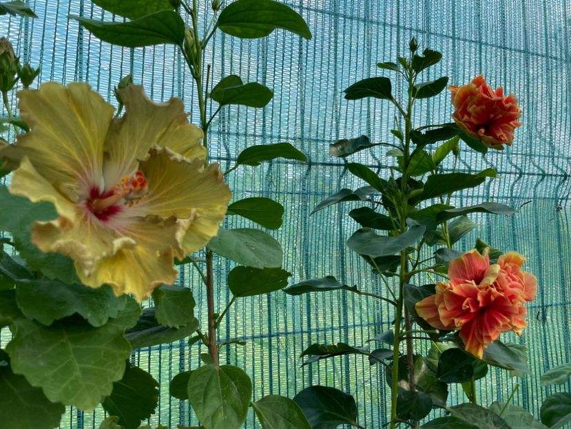  - Moorea Green Gold Pearl