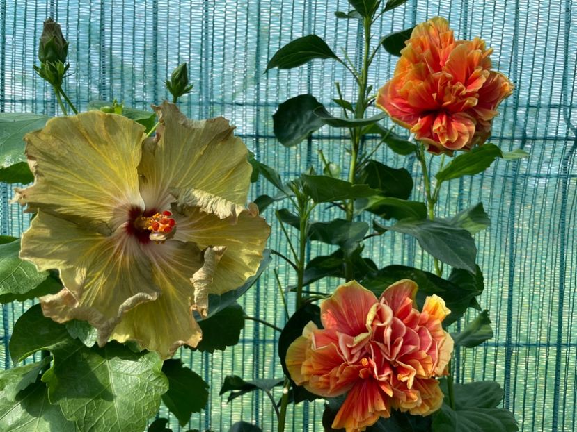  - Moorea Green Gold Pearl