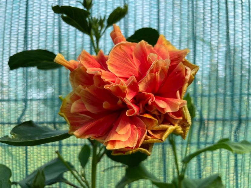  - 001 - Hibiscusi 2024 - 2