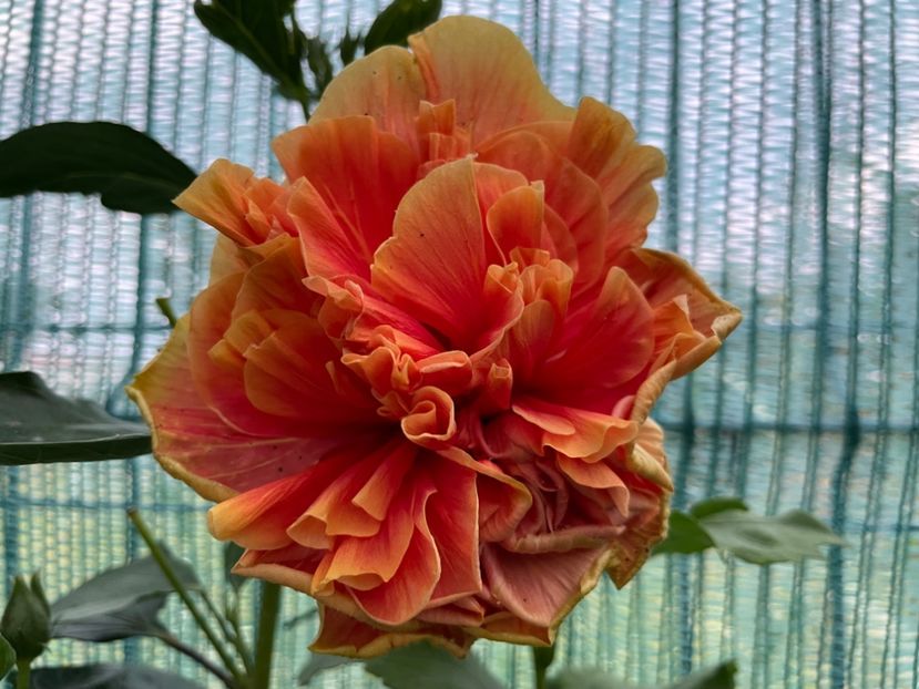  - 001 - Hibiscusi 2024 - 2