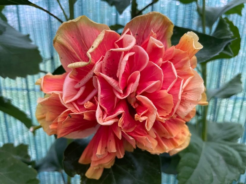  - 001 - Hibiscusi 2024 - 2