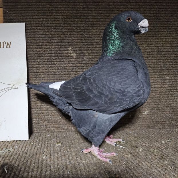  - Porumbei Vânduți