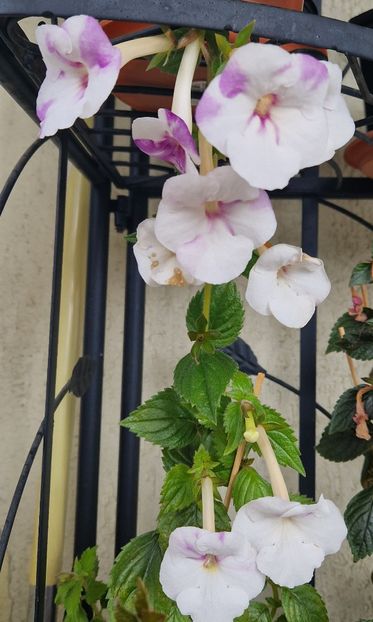  - Rfs Mexican Velvet White