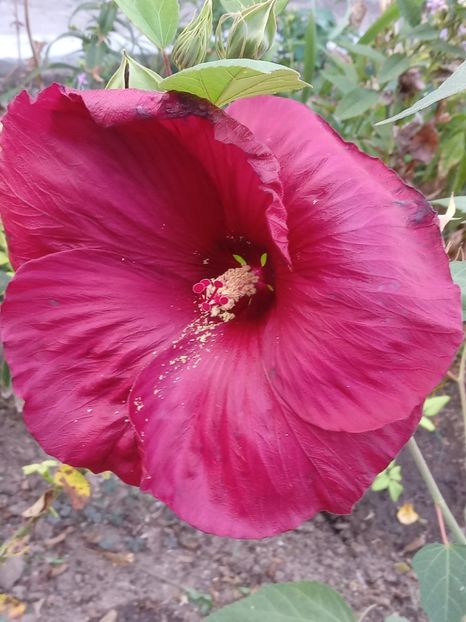  - Hibiscus Moscheutos