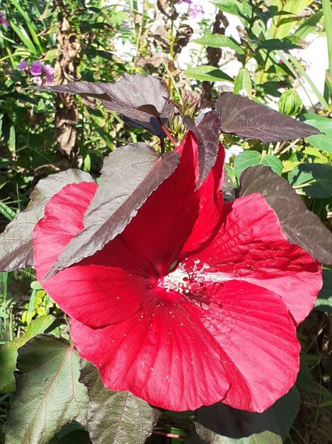  - Hibiscus Moscheutos