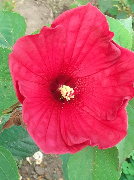  - Hibiscus Moscheutos