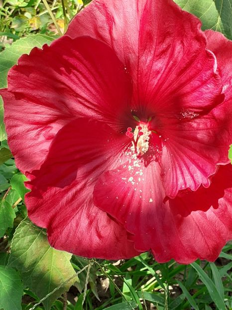  - Hibiscus Moscheutos