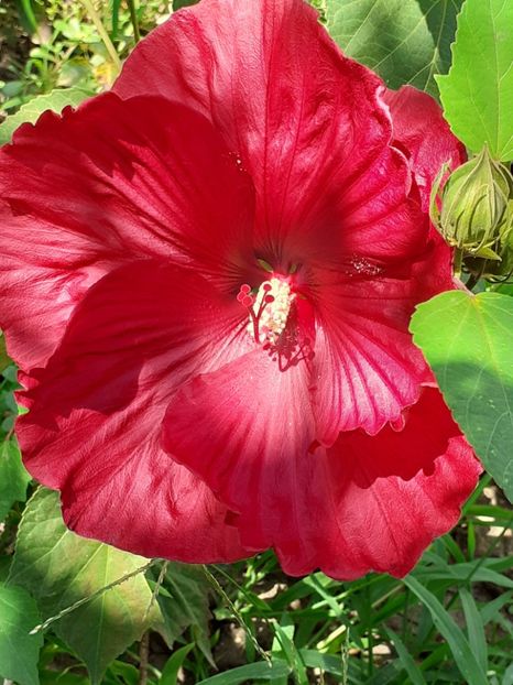  - Hibiscus Moscheutos