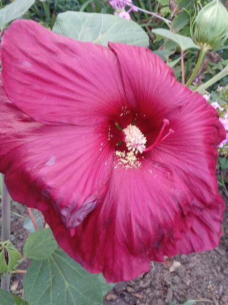  - Hibiscus Moscheutos