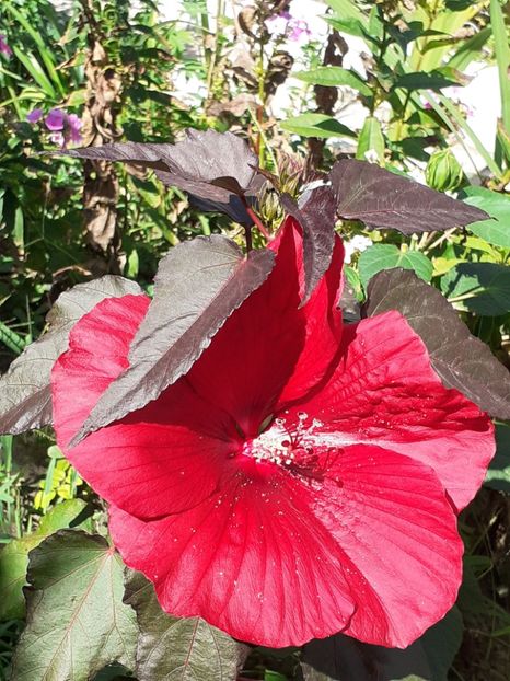  - Hibiscus Moscheutos