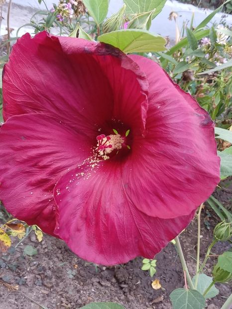  - Hibiscus Moscheutos