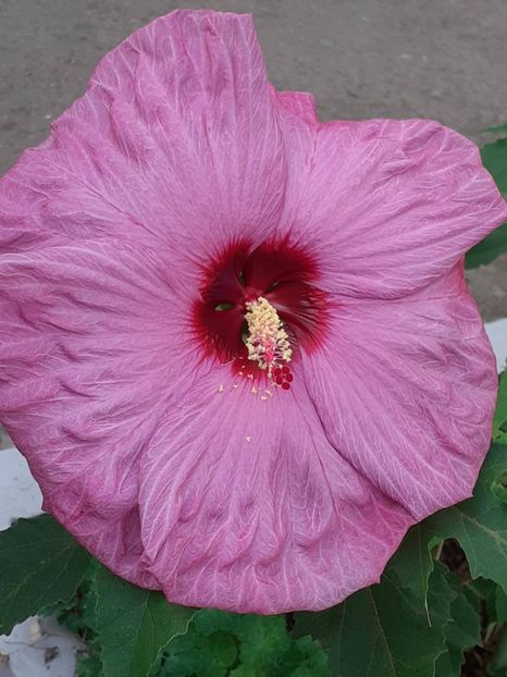  - Hibiscus Moscheutos