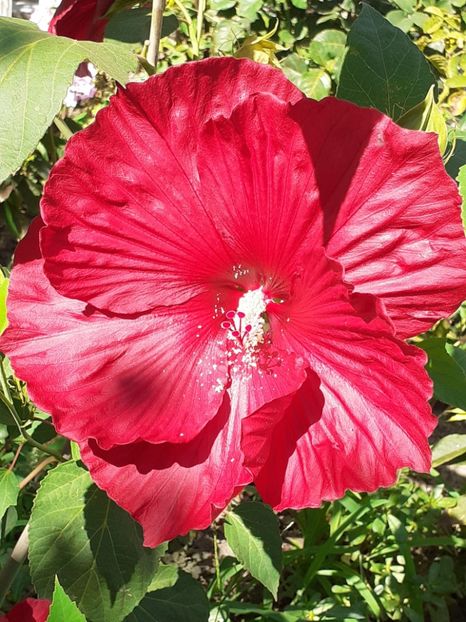 20240824_110805(0) - Hibiscus Moscheutos