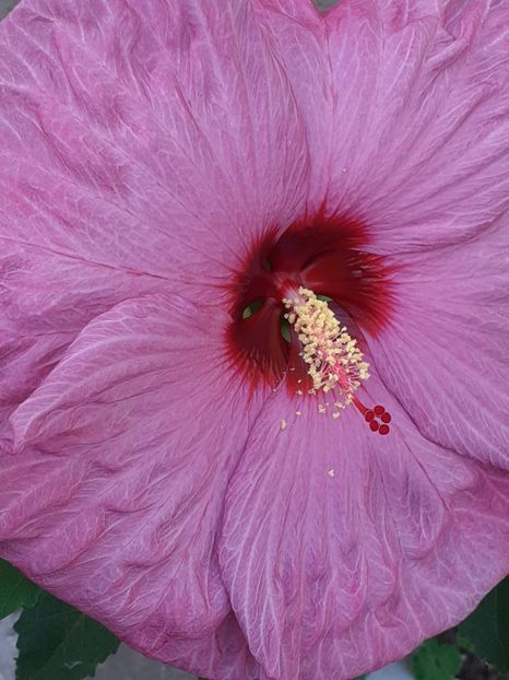  - HIBISCUS MOSCHETUOS