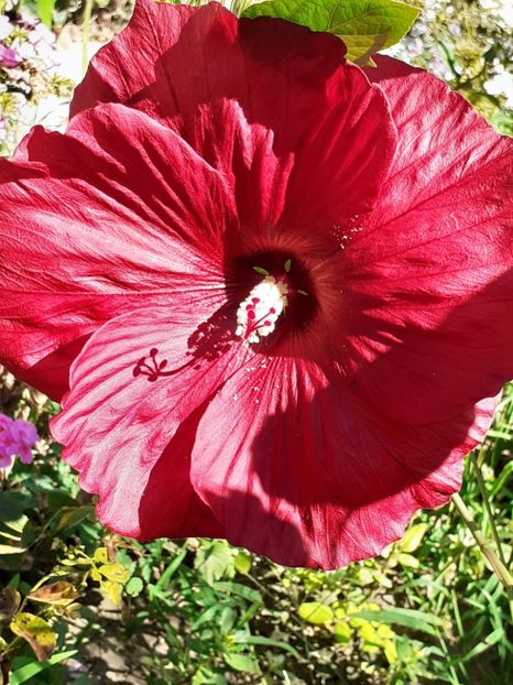 - Hibiscus Moscheutos