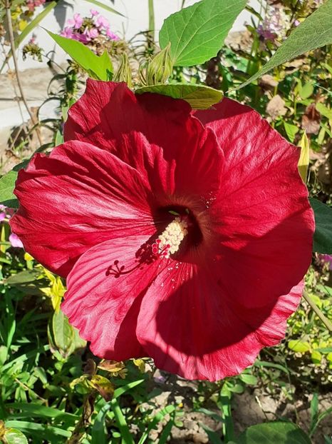 - Hibiscus Moscheutos