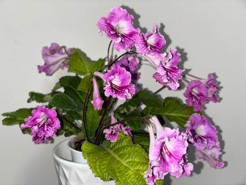  - Plante de interior 2024