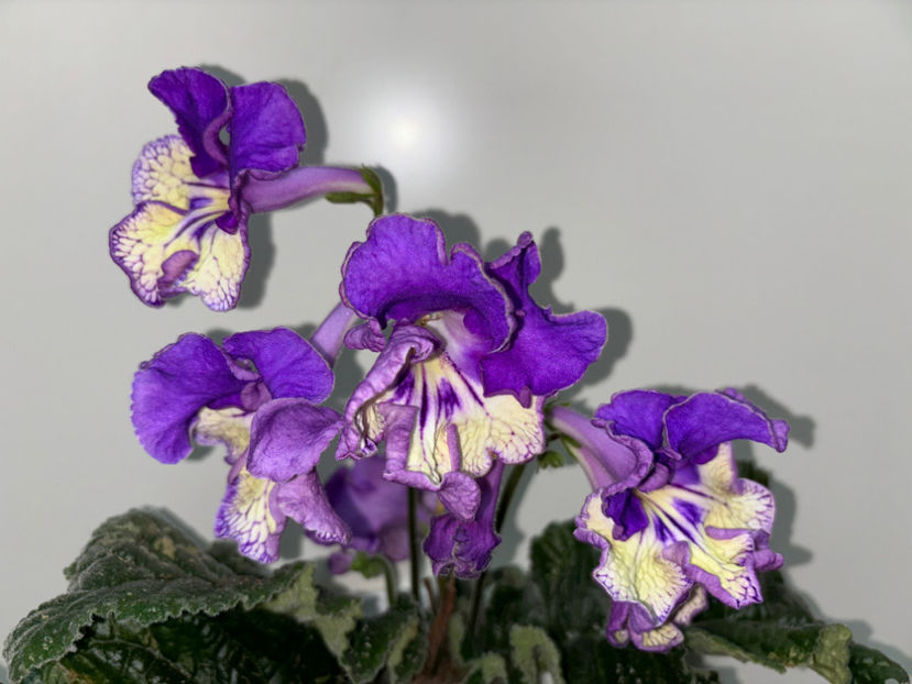  - Plante de interior 2024