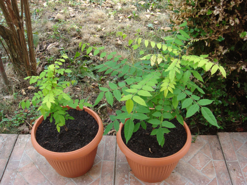 28.08.2024 - Carambola sau fructul stea