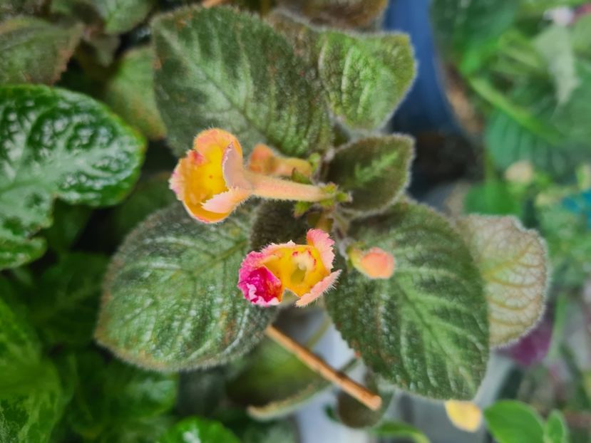  - Strange episcia posibil Dori s Golden Glitter