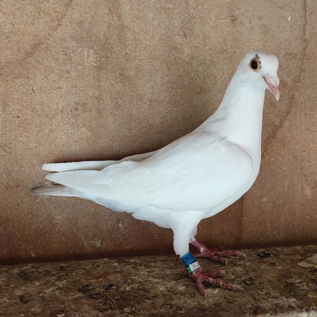 Femela 21-535 - Albi