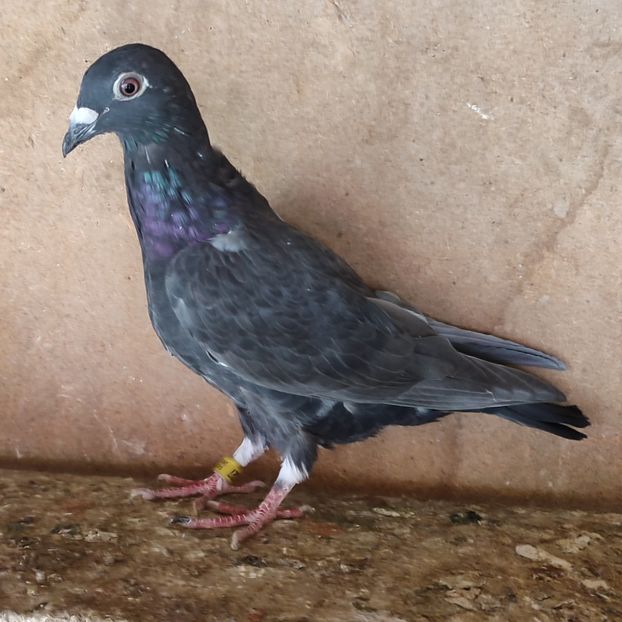 Pui 24-527 - Porumbei vanduti