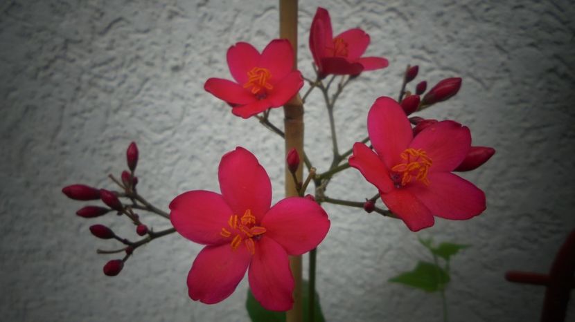 Jatropha integerrima - 2024