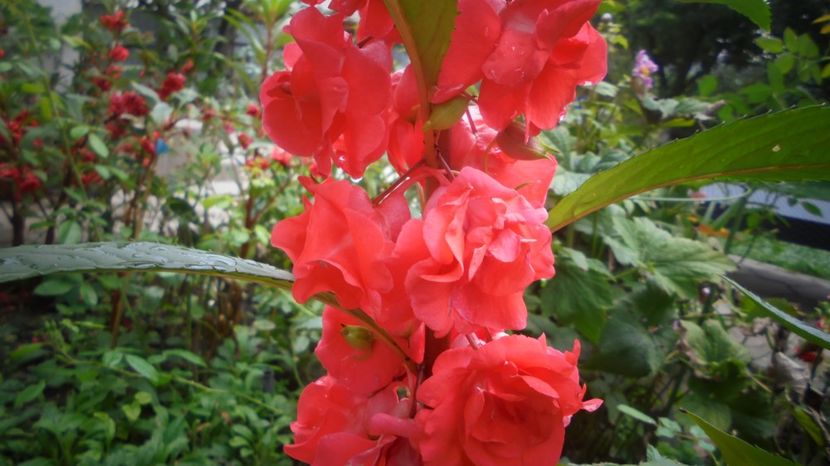 Impatiens balsamina - 2024