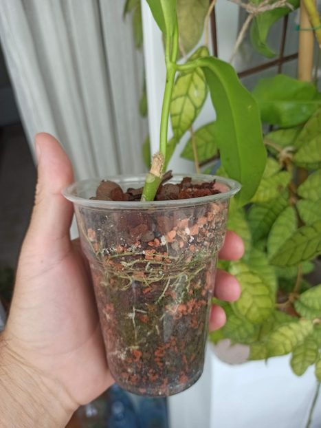 29 august 2024 - hoya imperialis