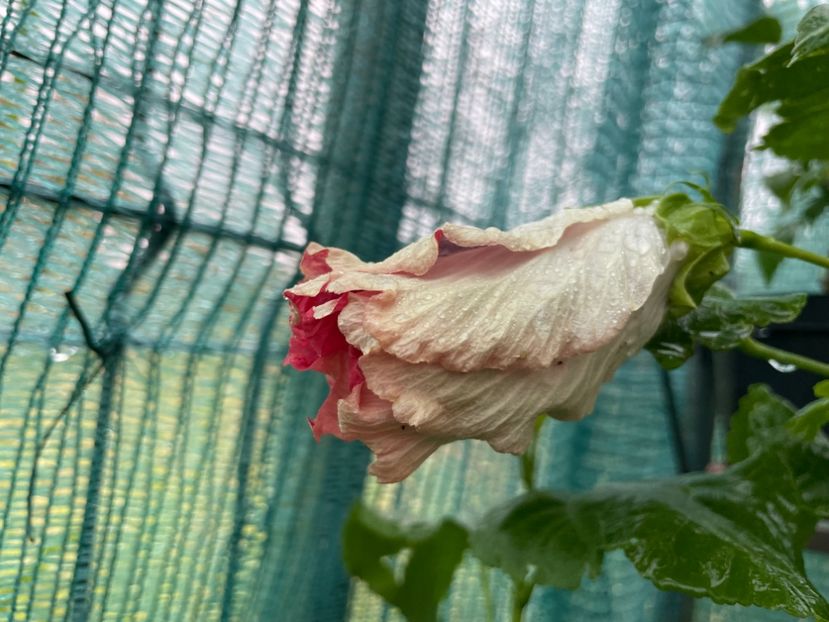  - X - HD Serena s Beauty