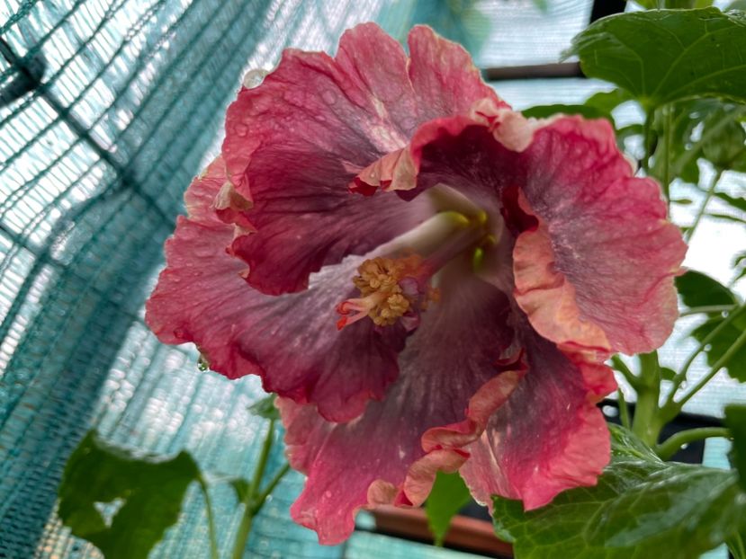  - X - HD Serena s Beauty