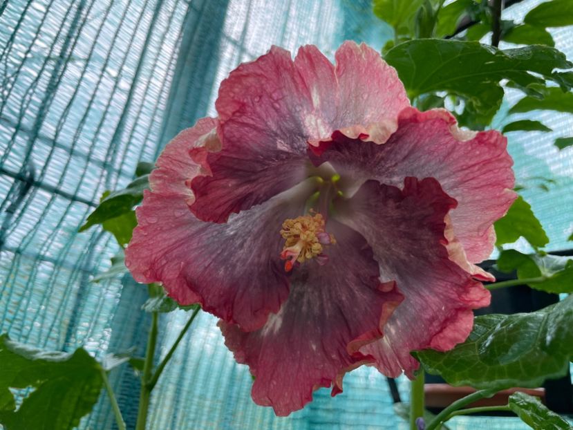  - X - HD Serena s Beauty