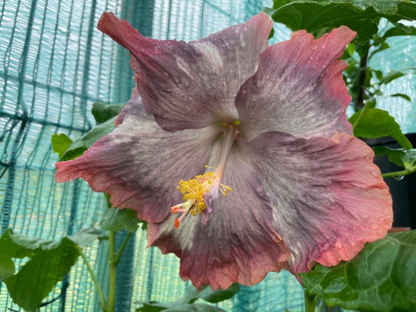  - X - HD Serena s Beauty