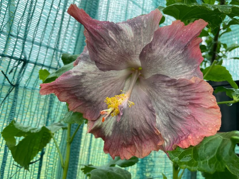  - X - HD Serena s Beauty