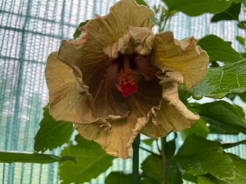  - Moorea Green Gold Pearl