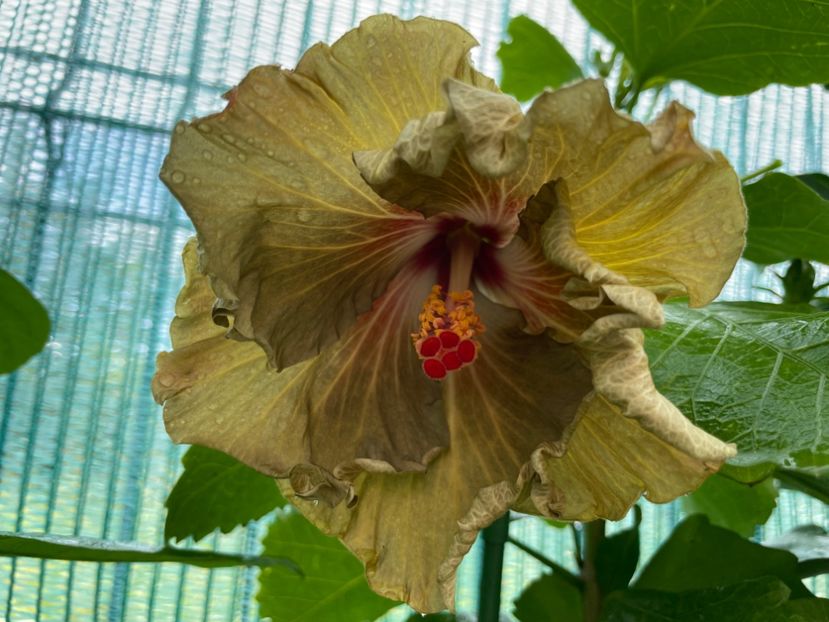  - Moorea Green Gold Pearl